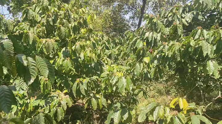 Đất Rẫy 1.5ha Mặt Đường Bê Tông, Quảng Tín, Lâm Đồng - Giá 3 Tỷ