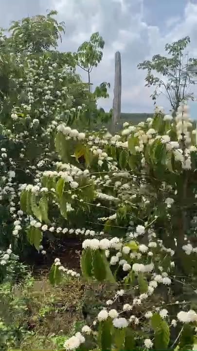 Farm 12.000m² Đắk Nông - 60 Sầu Riêng Thái Năm Thứ 4 - Giá 2.6 Tỷ