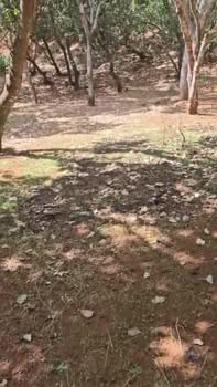 Đất Vườn 3ha Đắk Nông - Sổ Đỏ Sẵn Sàng, Giá Đầu Tư 15 Tỷ