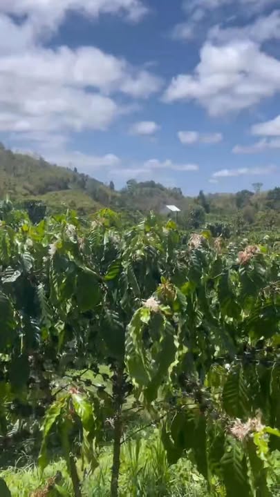 Đất Vườn Thôn 8 Đắk Ha 1.7ha giá 1.5 tỷ - Nghỉ dưỡng lý tưởng!