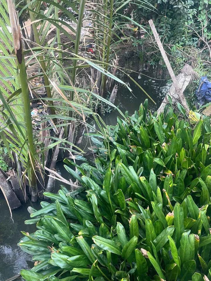 Đất vườn Long Thới Chợ Lách 9000m² - Nghỉ dưỡng lý tưởng!