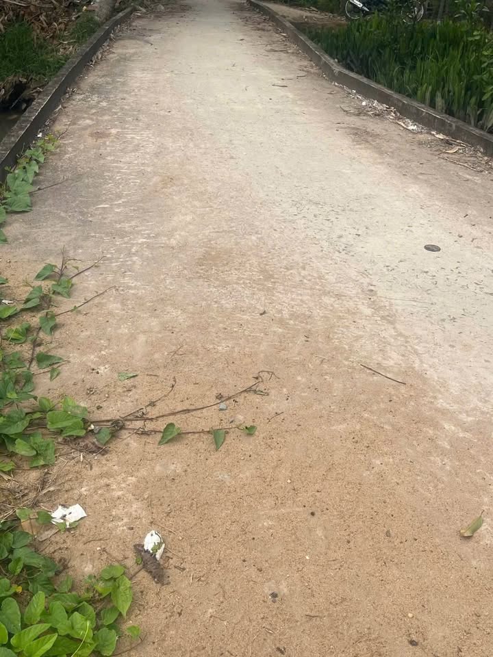 Bán Đất Vườn 4300m² Xã Hòa Nghĩa, Chợ Lách - Sổ Đỏ 2 Năm Tuổi