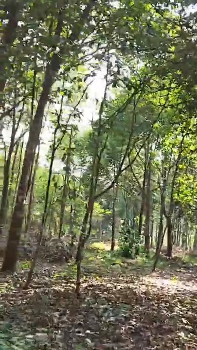 Đất Vườn 2520m² Mặt Tiền Phước Long, Bình Phước - Giá 4 Tỷ