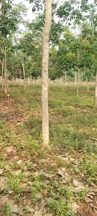 Bán Gấp 6ha Đất Vườn Điều Giá Tốt, Đồng Phú, Bình Phước