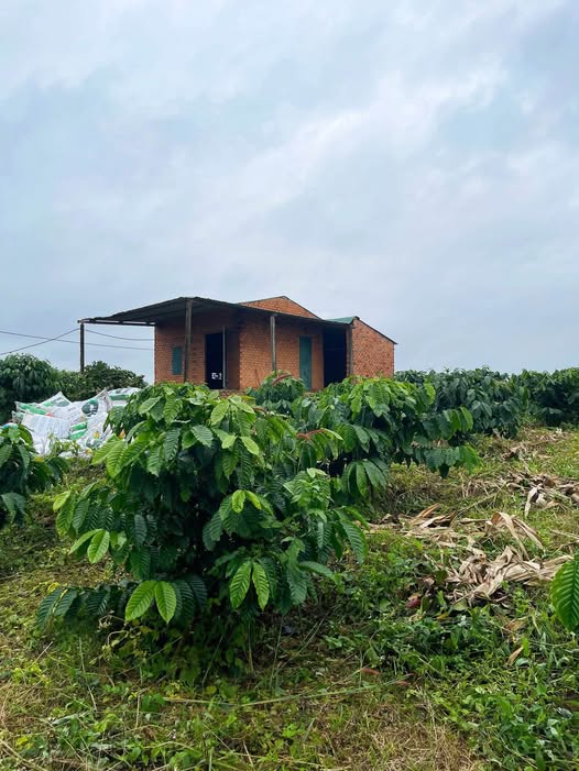 Đất Vườn Cư Jút Đắk Nông 1.2ha - Sinh thái xanh, đầu tư bền vững!