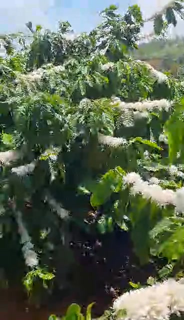 Đất Vườn Đức Minh 2268m² - Nguồn Thu Mạnh, Sinh Thái Xanh!