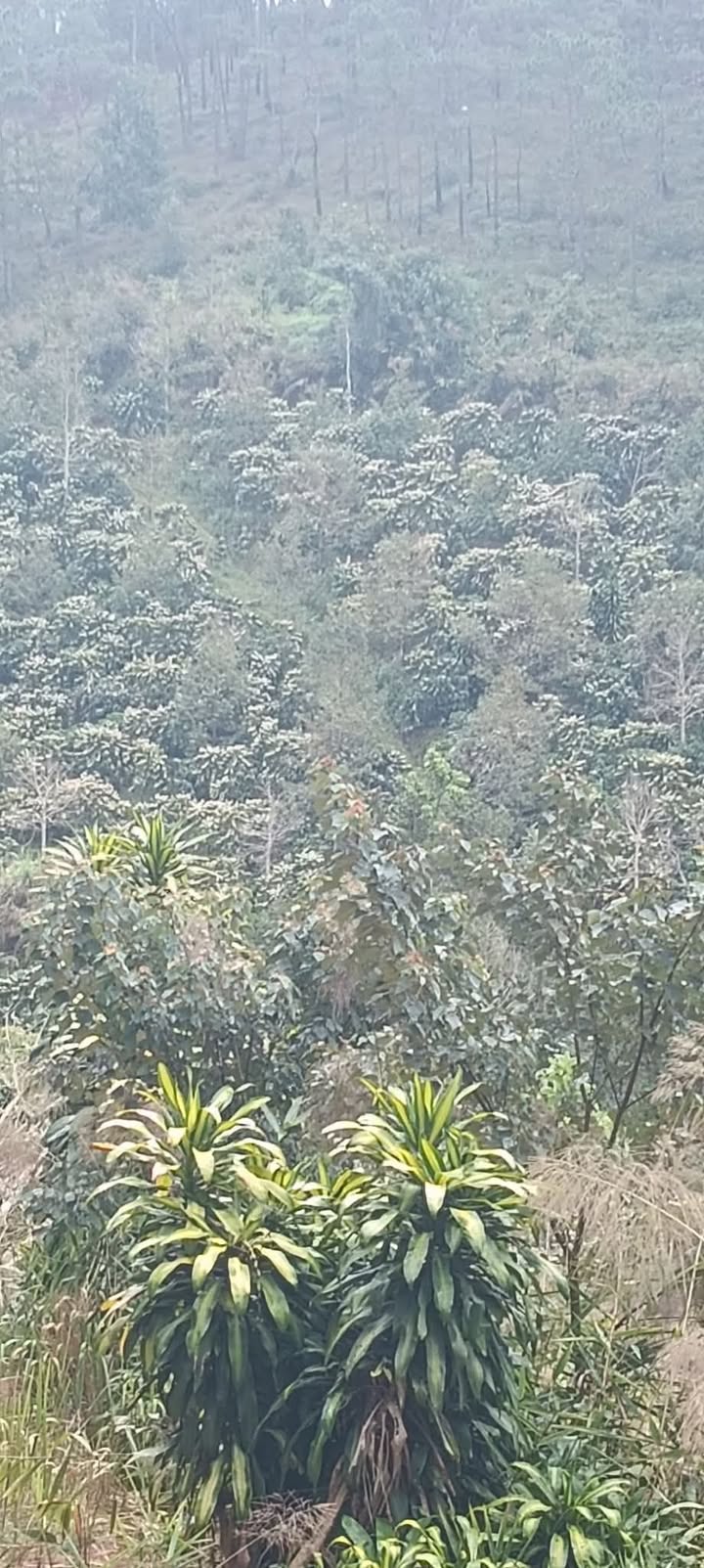 Đất nền Hòa Bắc Di Linh 1 mẫu – Sổ đỏ chính chủ, giá 1.9 tỷ!