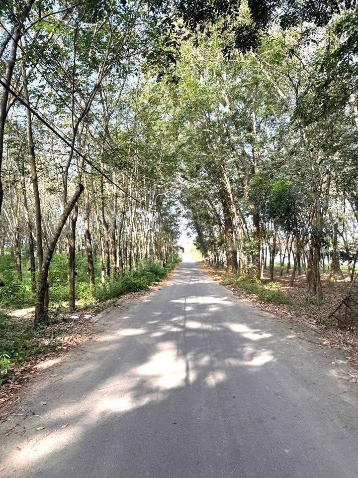 Đất thổ cư 7600m² Phường Chánh Phú Hòa, Bến Cát - Giá 12 Tỷ, Sẵn Sàng Làm Kho Xưởng