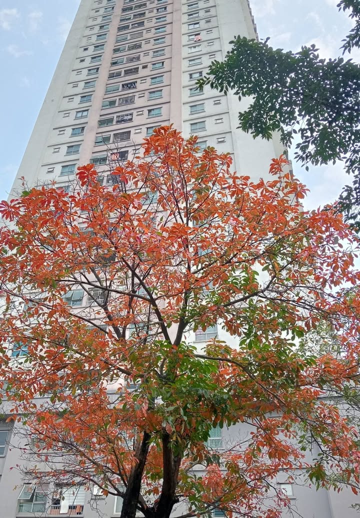 Chung cư Xa La Hà Đông 82m² 3.7 tỷ - Sổ hồng chính chủ, sẵn sàng giao dịch