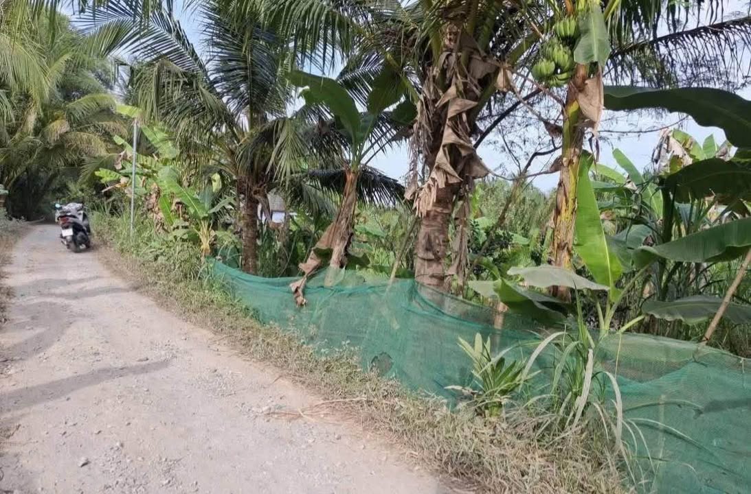 Đất Vườn Dừa Bến Tre 2000m² - Sổ Đỏ Riêng, Lộ Ô Tô Vào Tận Nơi