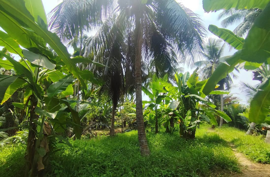 Đất nền Thanh Tân Mỏ Cày Bắc 1324m² - Sổ hồng chính chủ, ô tô vào tận nơi!