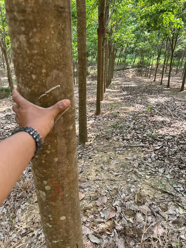 Bán Gấp 2.5ha Cao Su Thuận Lợi, Bình Phước - Sổ Đỏ Rõ Ràng