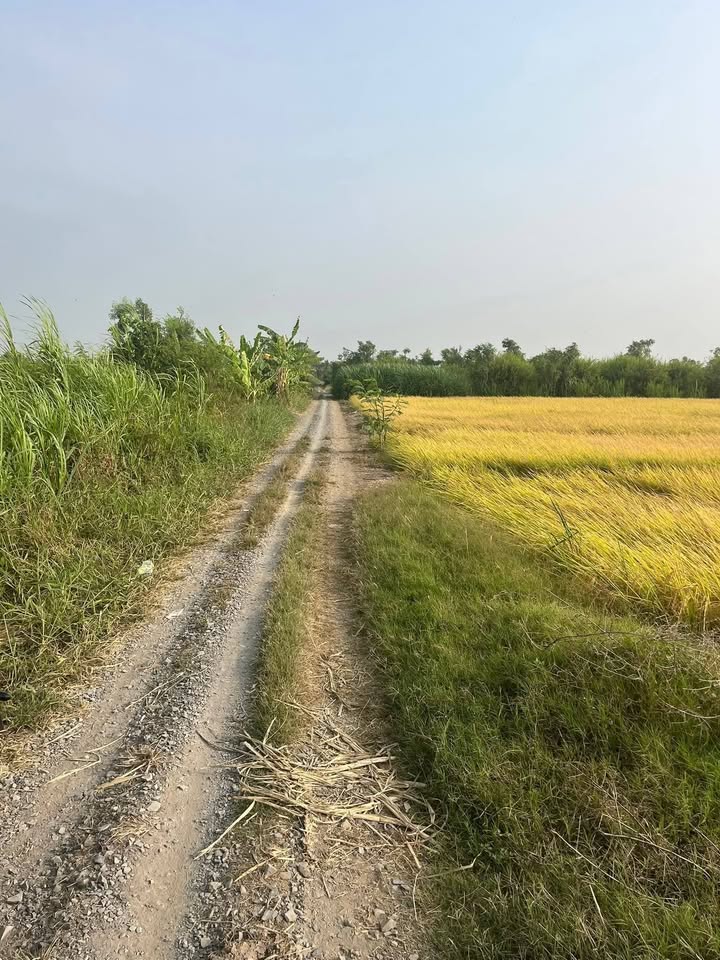 Bán Gấp 2000m² Đất Ruộng Cặp Kênh Xã Gia Thuận, Hồng Ngự - Giá 330 Triệu