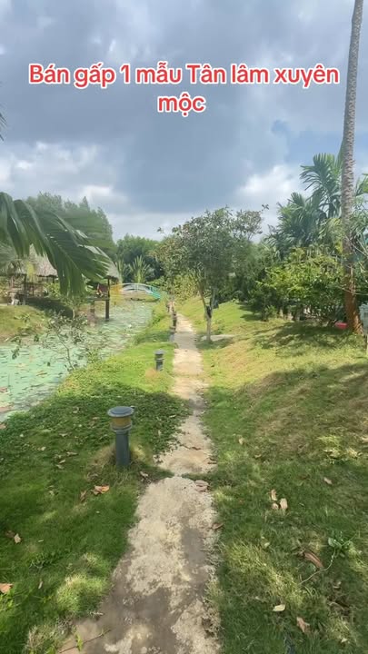 Bán Gấp Farm 10000m² Xuyên Mộc - Vườn Trái Cây Trĩu Quả, Giá 7 Tỷ