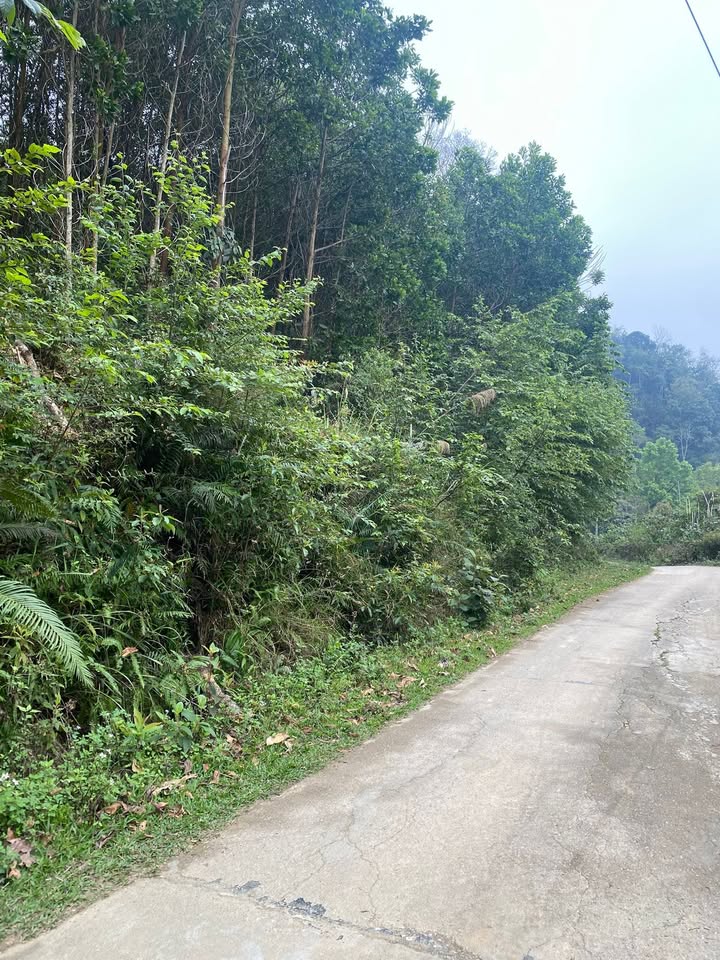 Bán Đất Rừng Sản Xuất 10ha Ba Bể, Bắc Kạn - Sẵn Sàng Làm Trang Trại