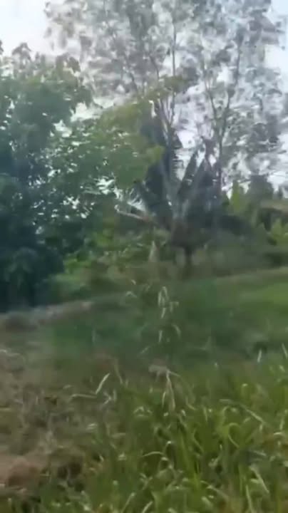 Vườn Sầu Riêng Cao Lãnh 1.5 tỷ/13 năm - Đầu tư sinh lời ngay!