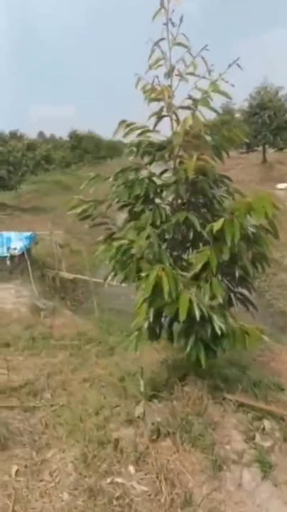 Đất Vườn Sầu Riêng Bình Hàng Trung, Cao Lãnh - 1.5 Tỷ, Đầu Tư Dài Hạn