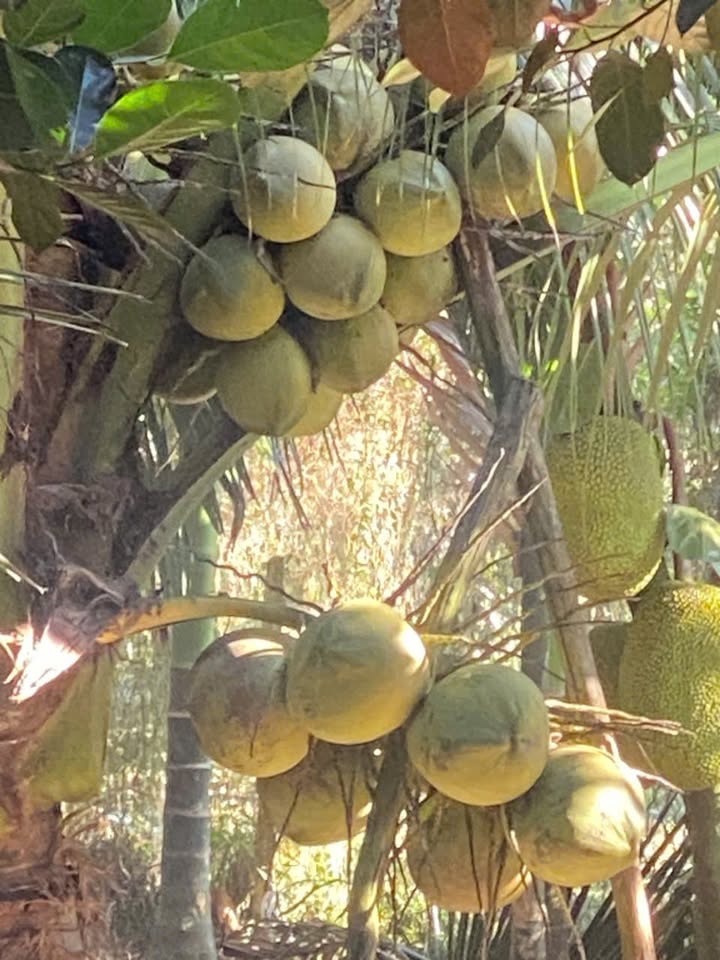 Đất vườn Cái Bè, Tiền Giang 14.000m² - Cơ hội đầu tư dài hạn!