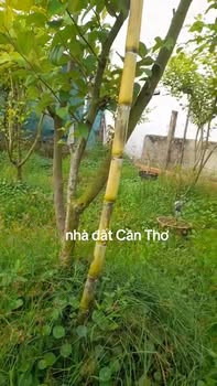 Đất nền Đường Vĩnh Diện, Cần Thơ 1000m² - Tiềm năng tăng giá vượt trội!