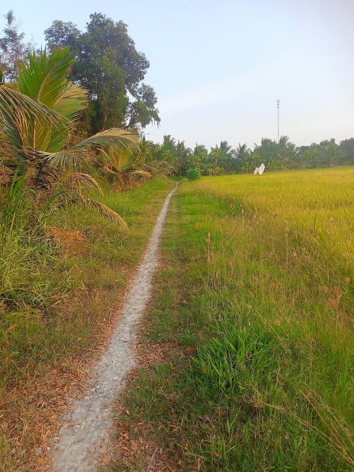 Bán Đất Ruộng 2.7 Công Bến Tre Giá Tốt, Sổ Sẵn