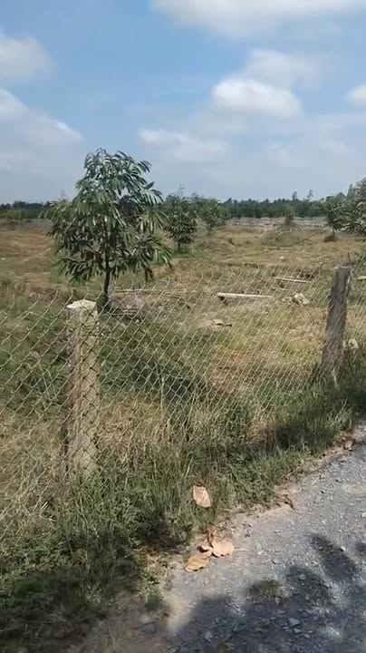 Đất Sầu Riêng Cái Mơn 10.000m² Đồng Tháp - Giá Tốt Đầu Tư