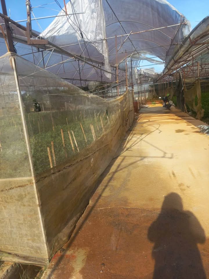 Bán Gấp Đất Vàng 97m² Phường 8 Đà Lạt - Đường Ô Tô Tận Nơi