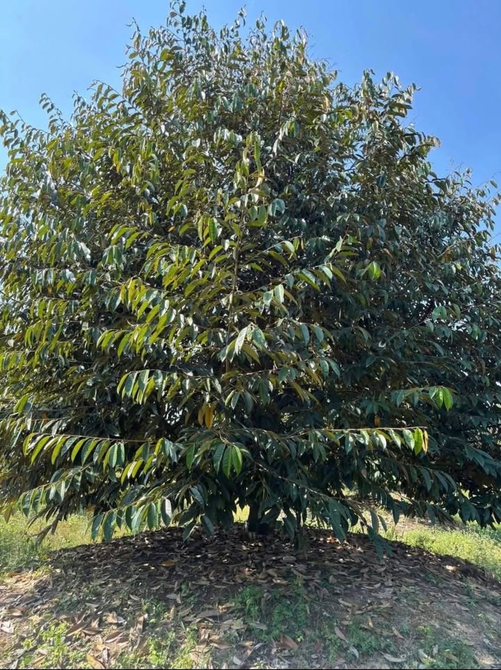 Bán Gấp 1.6 Tỷ - 1620m² Đất Lúa Trồng Sầu Riêng Thu Mạnh Tại Tân Phú, Đồng Nai