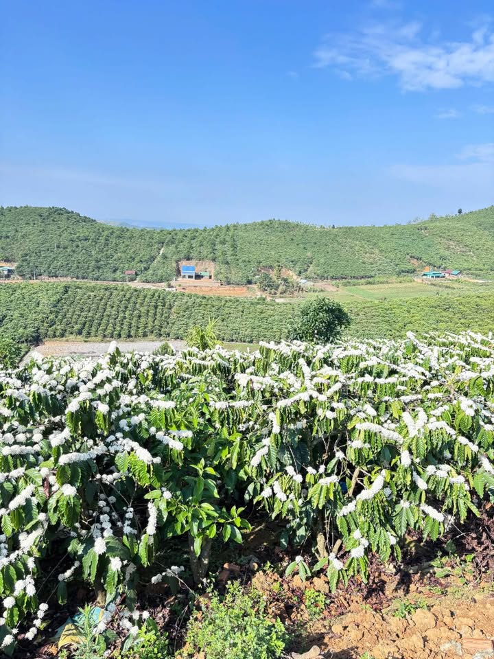 Đất Vườn Tân Thanh, Lâm Hà 10.000m² chỉ 350 triệu - Đầu tư dài hạn!