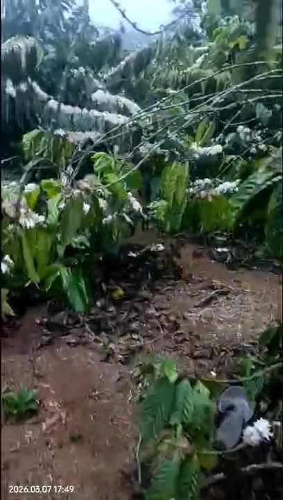 Bán Đất Liên Hà, Lâm Đồng 80m² - Mặt Đường Bê Tông, Sẵn Nước Tưới