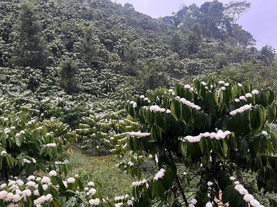 Đất Vườn Đam Rông, Lâm Đồng 2ha, 2.279 tỷ - Sinh thái xanh