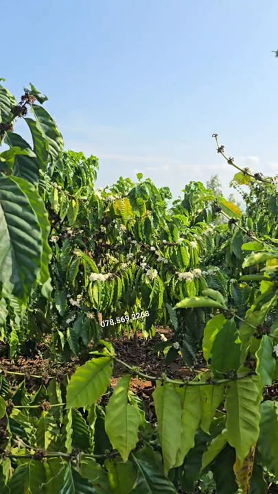 Đất Vườn Kinh Doanh 1.1ha Ia Le, Gia Lai - Giá Đầu Tư 1.75 Tỷ