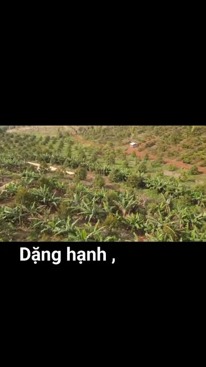 Rẫy Sầu Riêng Cư Pơng 5.5ha - 20.999 Tỷ - Đầu tư dài hạn!