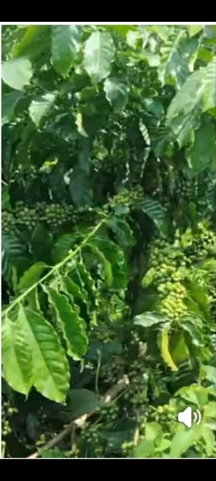 Đất Đắk Nông 1700m² - Giá Đầu Tư 850 Triệu, Sổ Hồng Sẵn Sàng