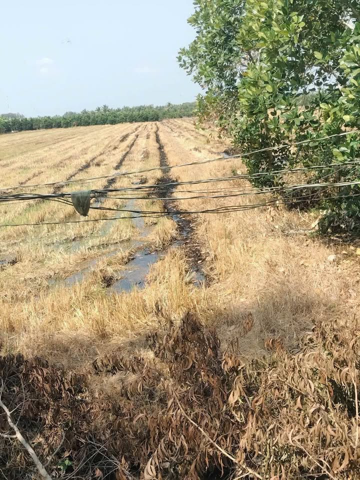 Bán Gấp 1.1ha Đất Vườn Đồng Tháp - Mặt Tiền Lộ Nhựa 56m