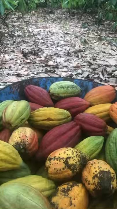 Đất Vườn Ea Kar 1.79ha giá 1.8 tỷ - Nghỉ dưỡng lý tưởng!