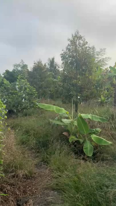 Đất nền 661m² Mỹ Lương, Cái Bè - Giá 700 triệu, Sẵn Sàng Xây Nhà Rộng Rãi