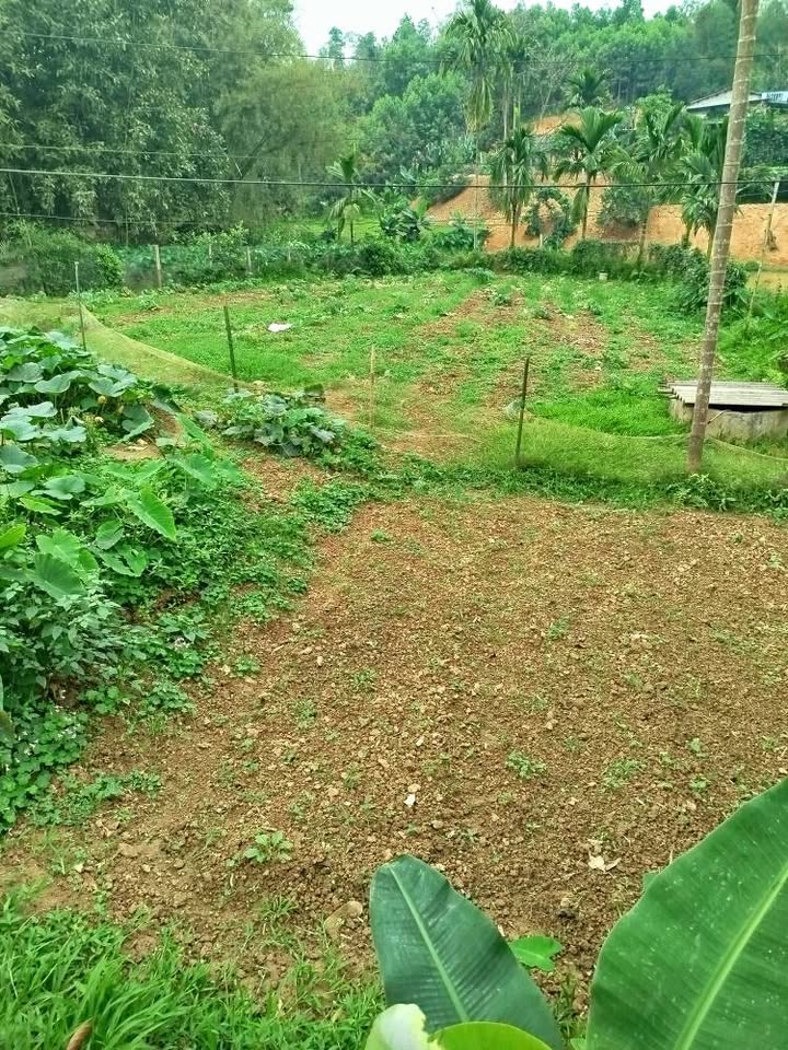 Bán Đất Vàng T.Yên Bái 1900m² - Sổ Đỏ Chính Chủ, Giá Đầu Tư