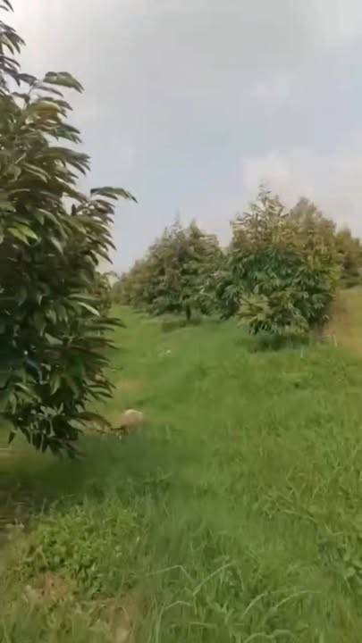 Cho thuê Vườn Sầu Riêng Mỏnthon 3 Năm Tuổi - Đồng Tháp