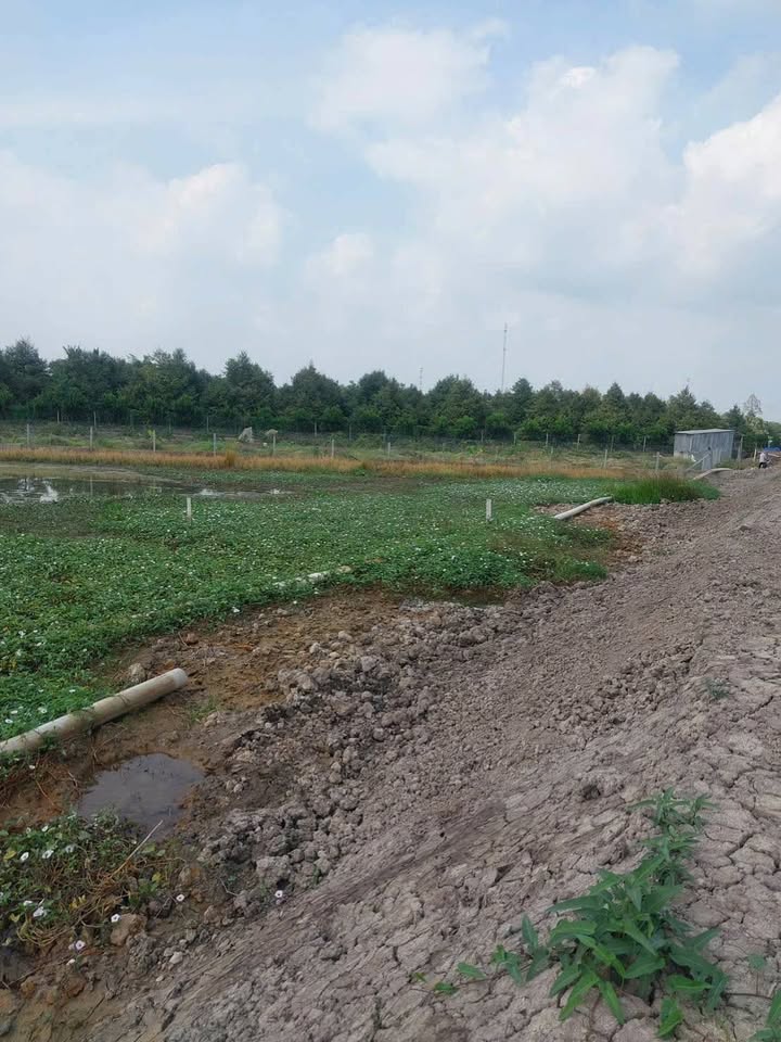 Đất nền Lộ 917 Trà Nóc 104m² – Sổ hồng chính chủ, giá tốt!