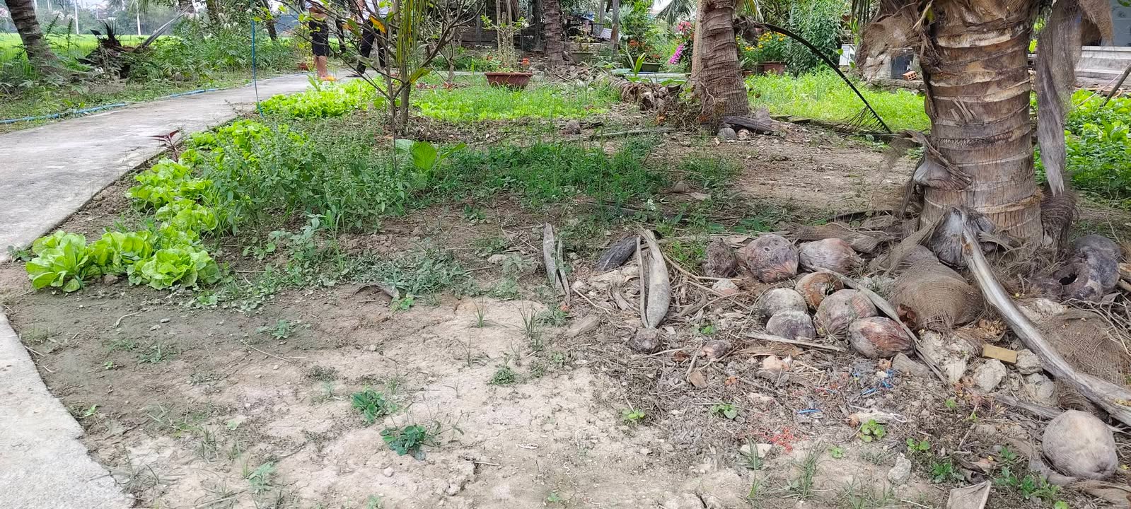 Đất Vườn Ninh Đa 280m² - Giá F0 700 Triệu - Sổ Đỏ Sẵn