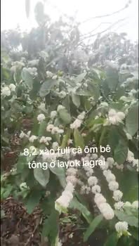 Đất nền Ia Yok, Ia Grai 3.27ha - Ôm đường bê tông, sổ đỏ sẵn sàng