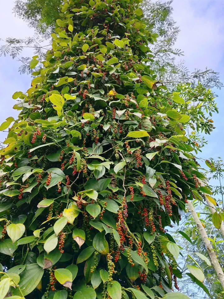 Đất Vườn Ea Na Đắk Lắk 14400m² - Tiềm Năng Sinh Lời Cao