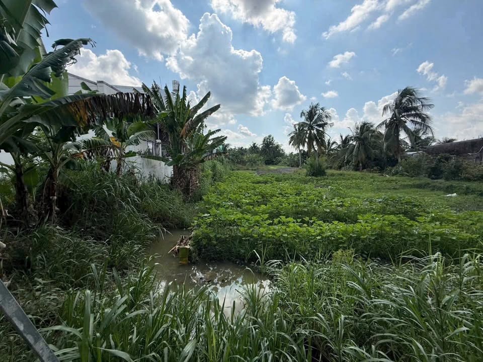 Đất Tân Hạnh Long Hồ 1.427m² 14.5 tỷ - Sổ đỏ chính chủ