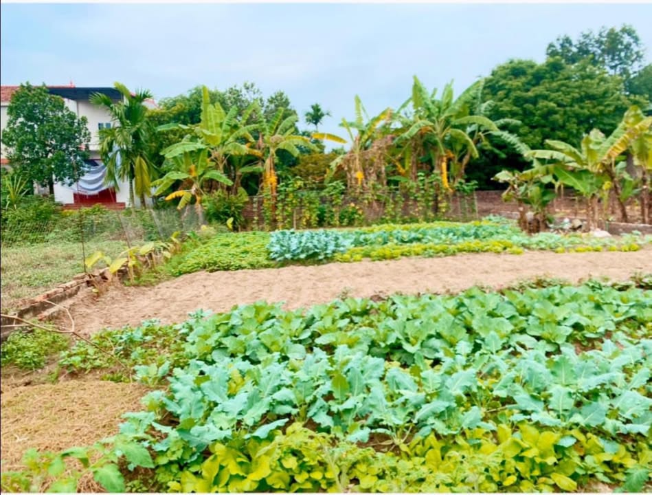 Bán Đất Ba Vì 150m² - Sổ Đỏ Vuông Vắn, Giá Hơn 10 Triệu/m²