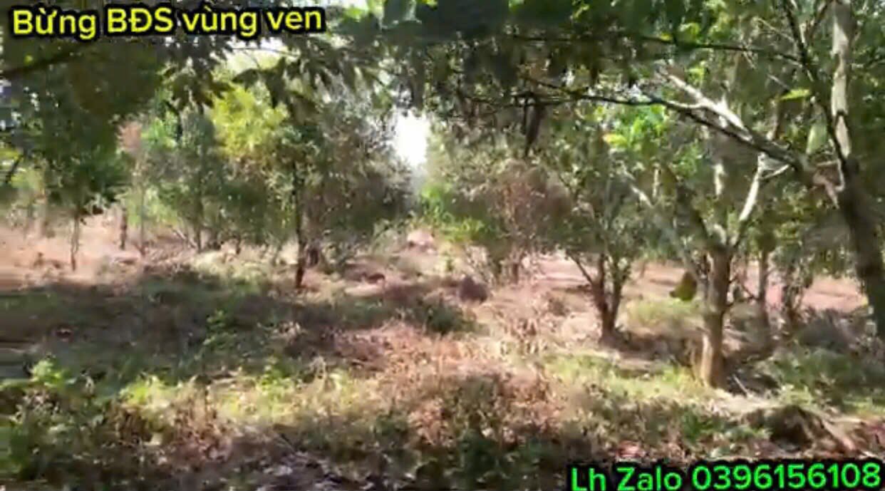 Bán Gấp Đất Vườn 2ha Định Quán - Suối Mát Quanh Năm, 300m Mặt Tiền Đường