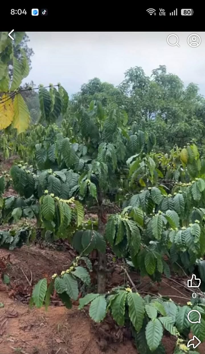 Đất Vườn Nam Ban 6200m² giá 2.17 tỷ - Sinh thái xanh, đầu tư bền vững