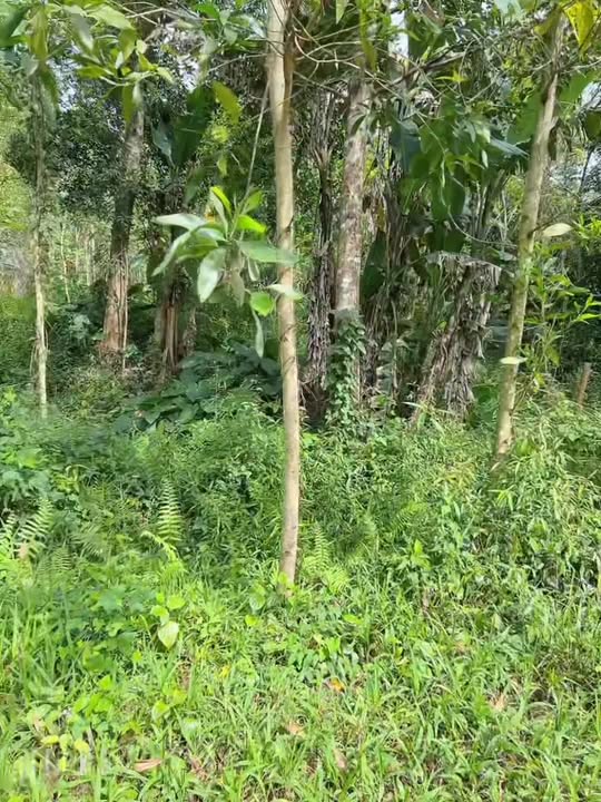 Đất nền mặt tiền Bình Phú, Thăng Bình 620m² - Sổ riêng, giá đầu tư chỉ 5xx triệu