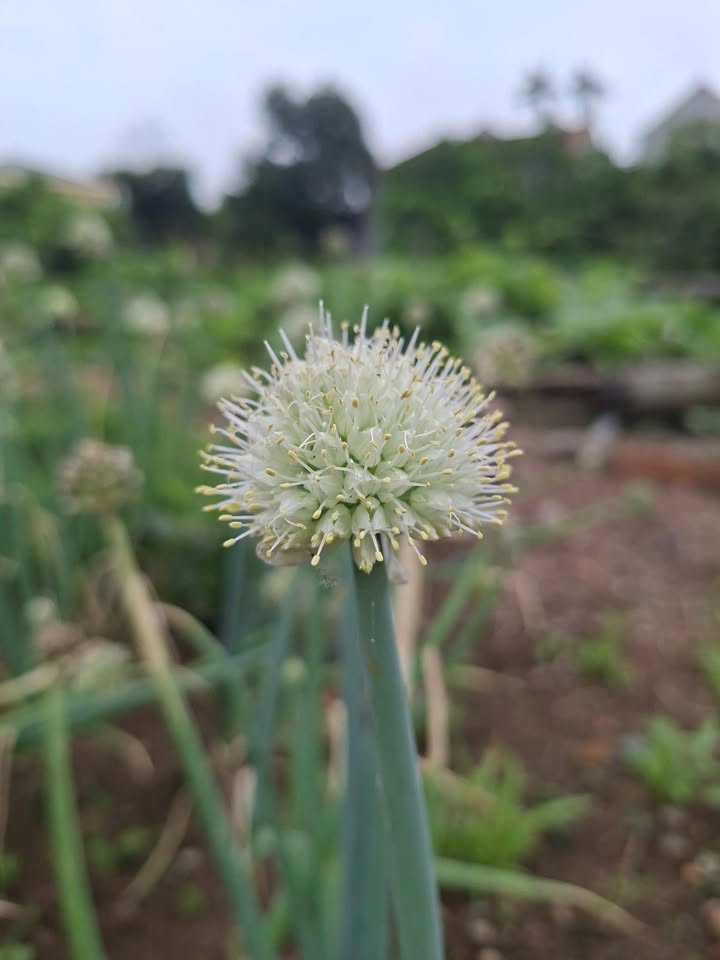 Đất nền 1000m² full thổ cư, mặt đường rộng Phùng Chí Kiên, Mỹ Hào - Tiềm năng đầu tư sinh lời