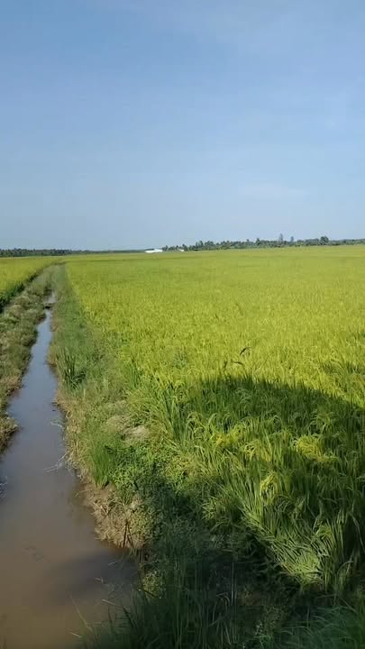 Đất Ruộng Ấp 7A, An Trường 6000m² - Tiềm năng tăng giá vượt trội!