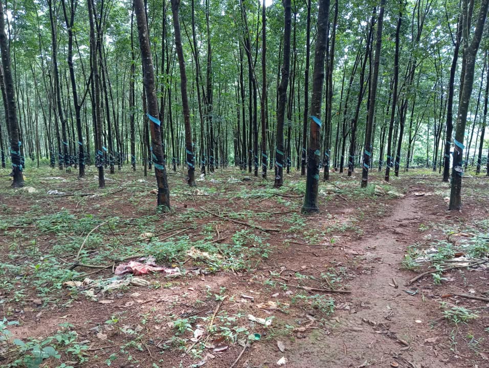 Bán đất rẫy cao su 11.000m² ôm suối, mặt đường cấp phối, gần chợ Nghĩa Thắng - Đắk Nông